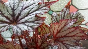 Королевская бегония "Garden Angel Blush"