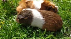 Морские свинки?, рассказ о наших питомцах!