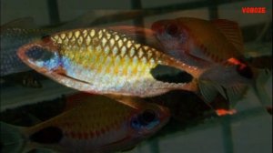 Барбус Докинза. Содержание в аквариуме, разведение и совместимость