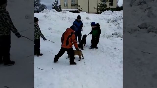 Французские бульдоги и дети смотреть онлайн