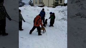 Французские бульдоги и дети