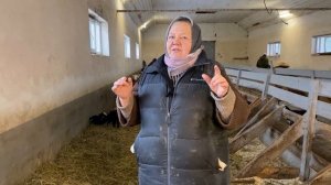 Сколько овца дает молока? Доильный аппарат для овец.