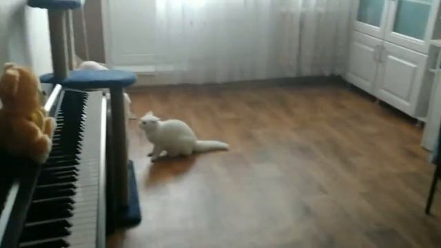 VLOG КОШАЧИЙ. ВСЕ МОИ СПАСЕННЫЕ КОШКИ! КОШАЧЬИ ИГРЫ!