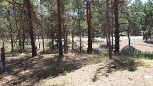 Олешки. Летние грибы.