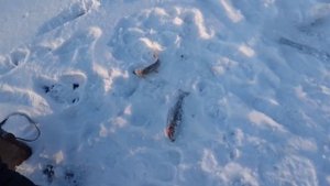Зимняя рыбалка в ЕАО