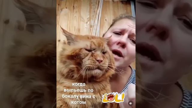 Когда выпьешь бокал вина с котом