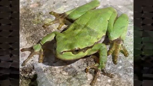 Красная Книга деревни Большая Своротва смотреть онлайн