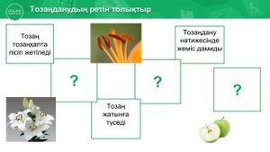 Тұқым қалай түзіледі Жаратылыстану 4 сынып