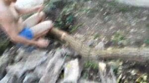 СУПЕР БЫСТРЫЙ способ рубить деревья топором