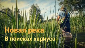 В поисках хариуса. Новая река. Ленинградская область.
