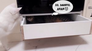 Любопытный котик хочет узнать, что в спрятано в ящике?😺