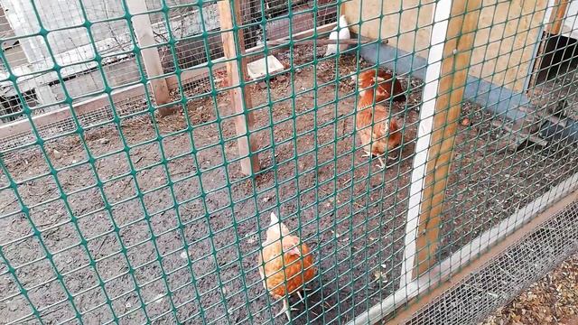 Как правильно подсаживать молодых кур к старым. смотреть онлайн