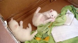 ангорские котята