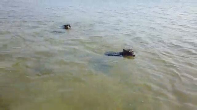 Плавать должен уметь каждый 1 !!! 360p смотреть онлайн