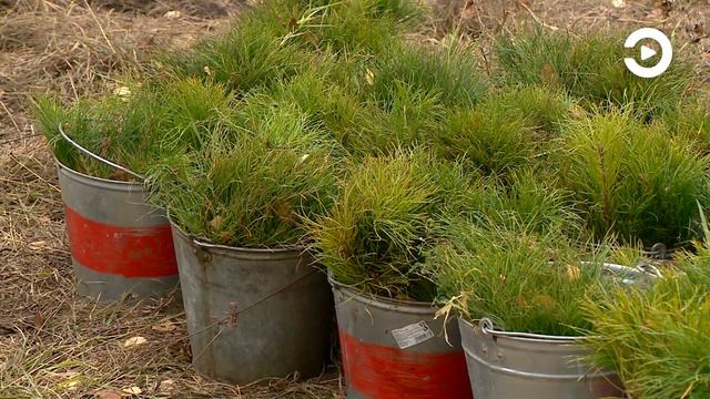 Певец Родион Газманов принял участие в акции «Сохрани лес»