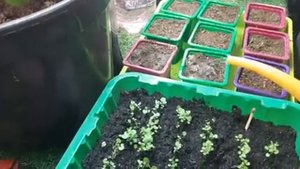 КАМНЕЛОМКА и Карпатский Колокольчик выращиваю из семян отлично получается.mp4