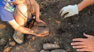 Картофель Улыбка ночи, копаем в 2023