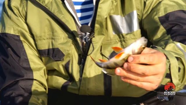 Ловля окуня весной на спиннинг смотреть онлайн