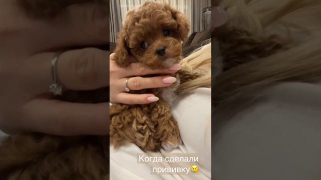 Мальчик продан. #мальтипу #мальтипумосква #мальтипумини #maltipoo #щенкимальтипу #купитьмальтипу