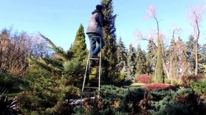 можжевельник блю айвори стрижка