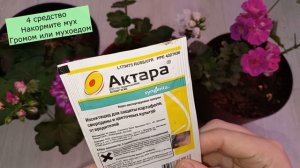 Как НАВСЕГДА избавиться от МУХ, мошек, комариков, белокрылки, подур на герани и других цветах