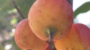 Карликовая яблоня сорта китайка. Обзор яблони