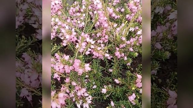 первоцветы в саду смотреть онлайн