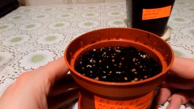 Посадка семян мимозы стыдливой, абутилона, калины, хурмы и граната. смотреть онлайн