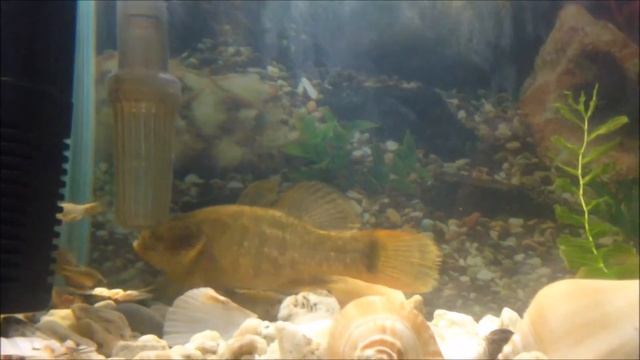 Ротаны в аквариуме смотреть онлайн