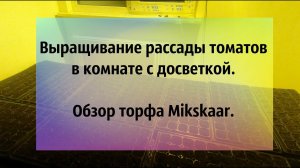 Посеяли 50 различных гибридов томатов. Торф Mikskaar.
