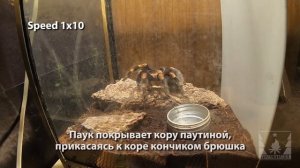 Как охотится и ест паук-птицеед (Tarantula hunts and eats)