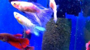 Аквариумные рыбки - Петушки. Аквариумистика