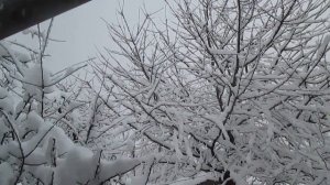 Trees in the snow. Деревья в снегу.