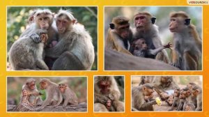 Как животные заботятся о своём потомстве 3 класс