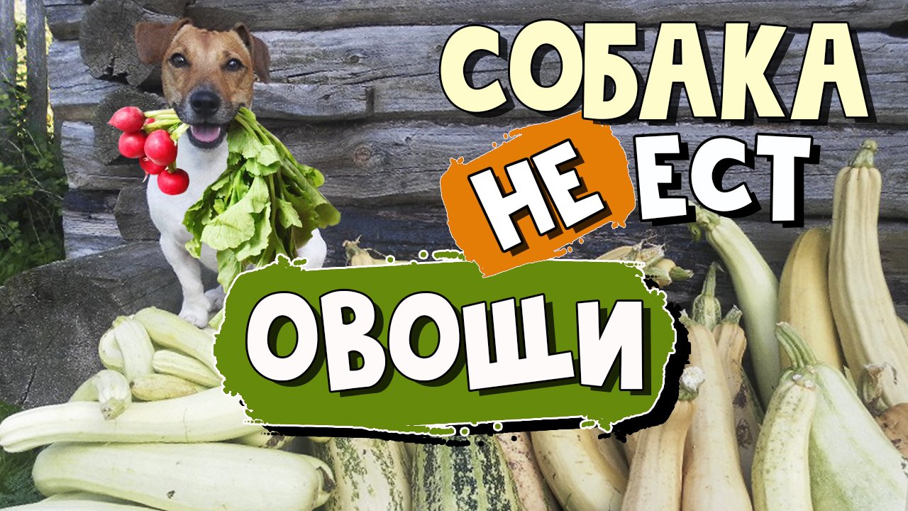 Собака не ест овощи. ЧТО ДЕЛАТЬ?