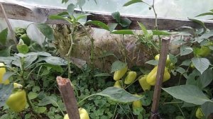 Перцы в парнике