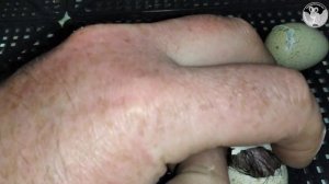 #Инкубация #куропаток, #горная #куропатка 90% вывод