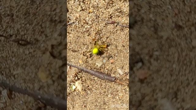 крабовый паук#беларусь #всемпривет #люблюприроду #пауки смотреть онлайн