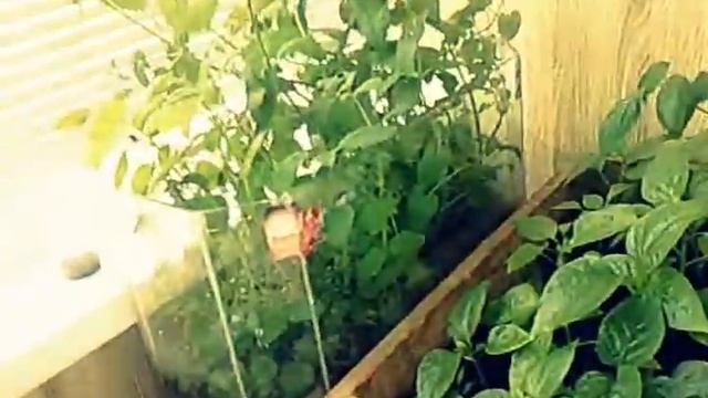 Мелисса садовая:Мелисса лимонная свойства описание ниже.