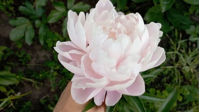 Середньо-пізні сорти півоній смотреть онлайн