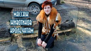 Массаж животика крольчонка перед искусственным кормлением.