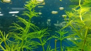 Хоттония - подводное растение для пруда - поглотитель нитратов