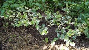 БЕРЕСКЛЕТ САДОВЫЙ, ПОСАДКА, ПОЛИВ, УХОД,