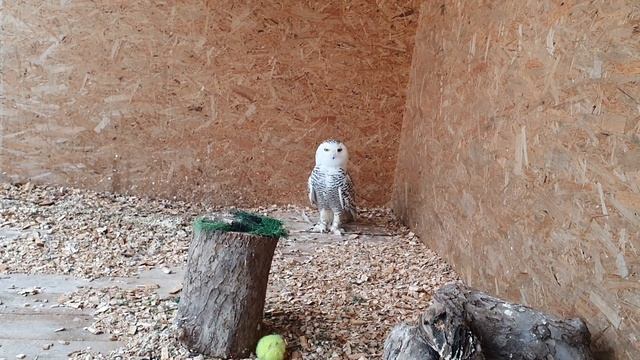 Бородатые неясыти Марго и Сильвер, полярная сова Поль. Наконец в кадре совы и они обедают смотреть онлайн