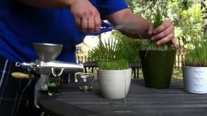 Сок из проростков пшеницы Wheat Grass на ручной соковыжималке