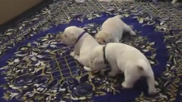 Помет Z-18 дней д.р.01.10.13  DEVONSHIRES IN LIKE FLYNN  ILZLATAS IDA BEAUTIFUL