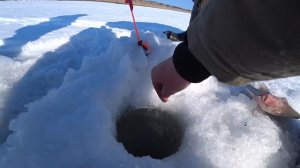 Ловим леща на комбайны. Рыбалка на Оби.