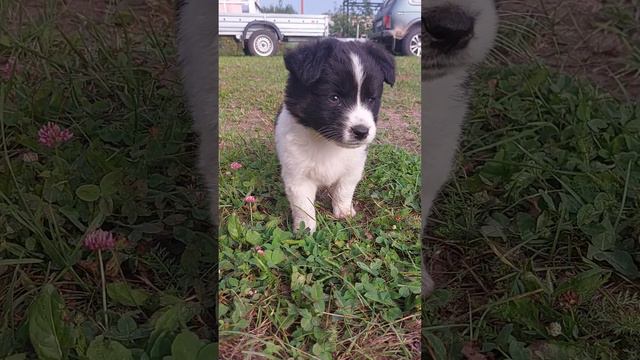 Нашла видео где Джек и По ещё совсем маленькие♥️