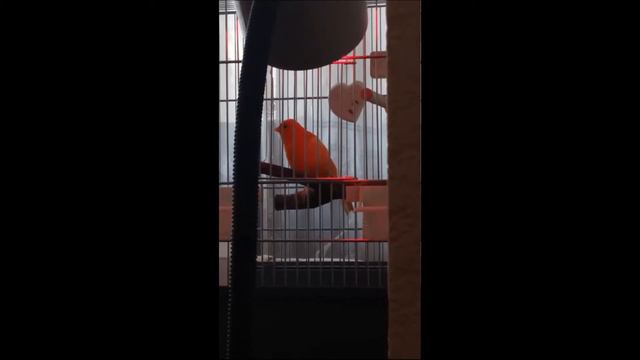 канарейка Соня подпевает. песня "Ищу тебя" из к/ф "31 июня" смотреть онлайн