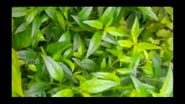 நிலவேம்பு nilavembu